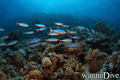 scuba diving photo