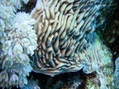 scuba diving photo