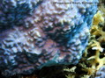 scuba diving photo