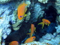 scuba diving photo