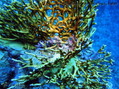 scuba diving photo