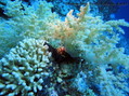 scuba diving photo