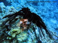 scuba diving photo