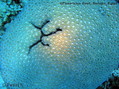 scuba diving photo