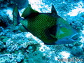 scuba diving photo
