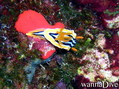 scuba diving photo