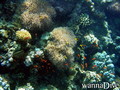 scuba diving photo