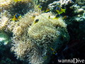 scuba diving photo