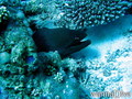 scuba diving photo