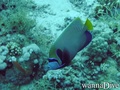 scuba diving photo