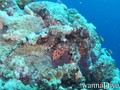 scuba diving photo