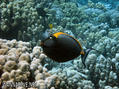 scuba diving photo