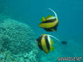 scuba diving photo