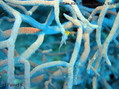 scuba diving photo
