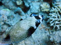 scuba diving photo