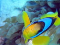 scuba diving photo