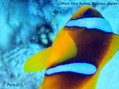 scuba diving photo
