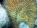 scuba diving photo