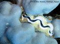 scuba diving photo