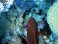 scuba diving photo