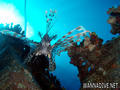 scuba diving photo