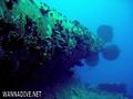 scuba diving photo