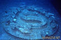 scuba diving photo