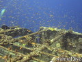 scuba diving photo