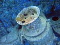 scuba diving photo