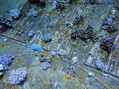 scuba diving photo