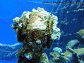 scuba diving photo