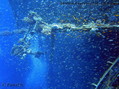 scuba diving photo