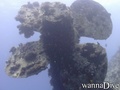 scuba diving photo