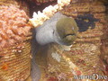 scuba diving photo