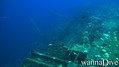 scuba diving photo