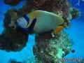 scuba diving photo
