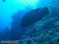 scuba diving photo