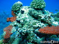 scuba diving photo