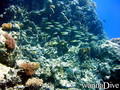 scuba diving photo