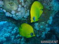 scuba diving photo
