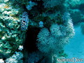 scuba diving photo