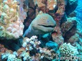 scuba diving photo