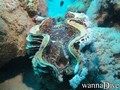 scuba diving photo