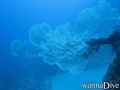 scuba diving photo