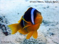 scuba diving photo