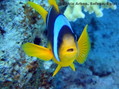 scuba diving photo