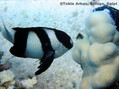 scuba diving photo
