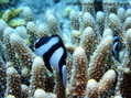 scuba diving photo