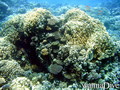 scuba diving photo