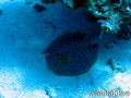 scuba diving photo